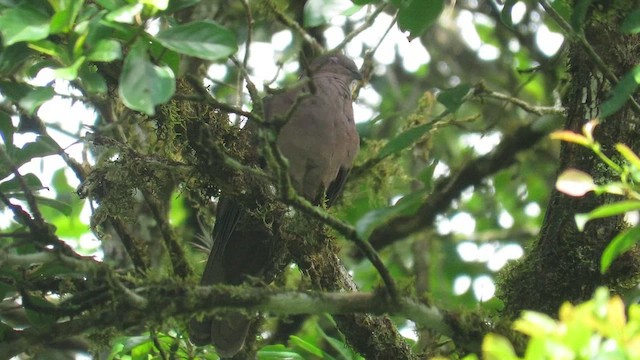 Short-billed Pigeon - ML608550250