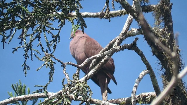 Ruddy Pigeon - ML608550272