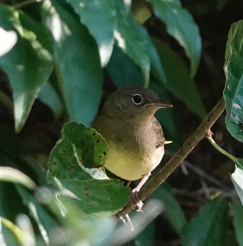 Connecticut Warbler - ML608550277