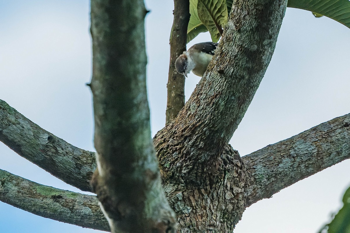 Bulbul Moteado - ML608550315