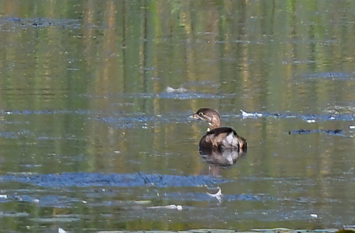 Pied-billed Grebe - ML608550474