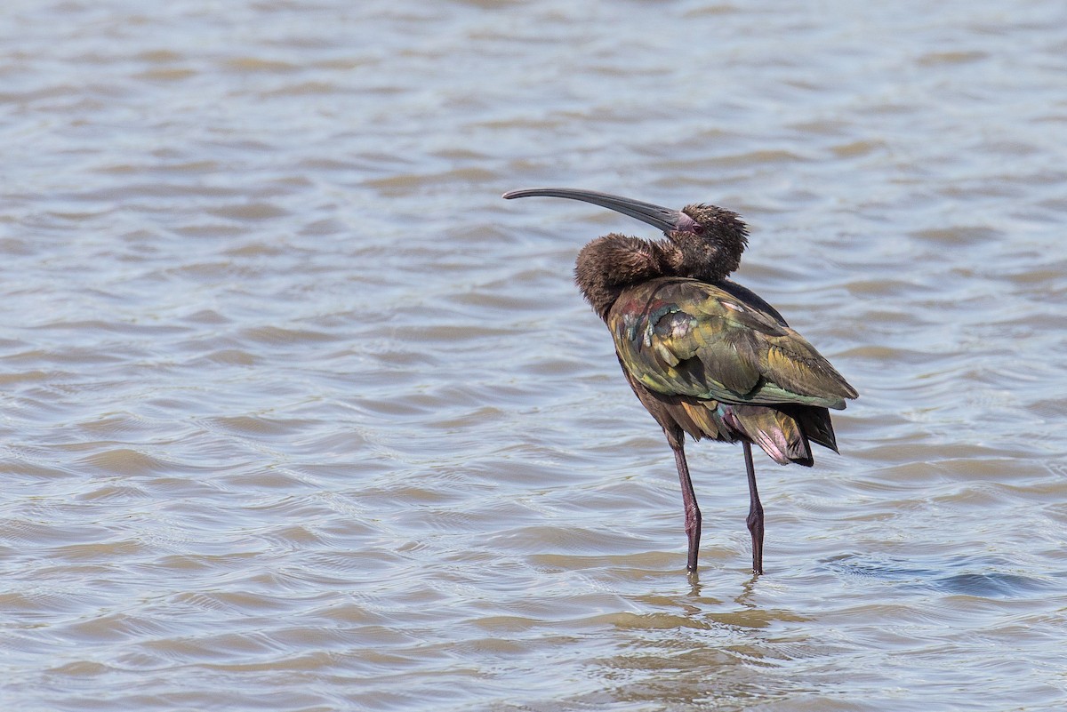 White-faced Ibis - Anonymous