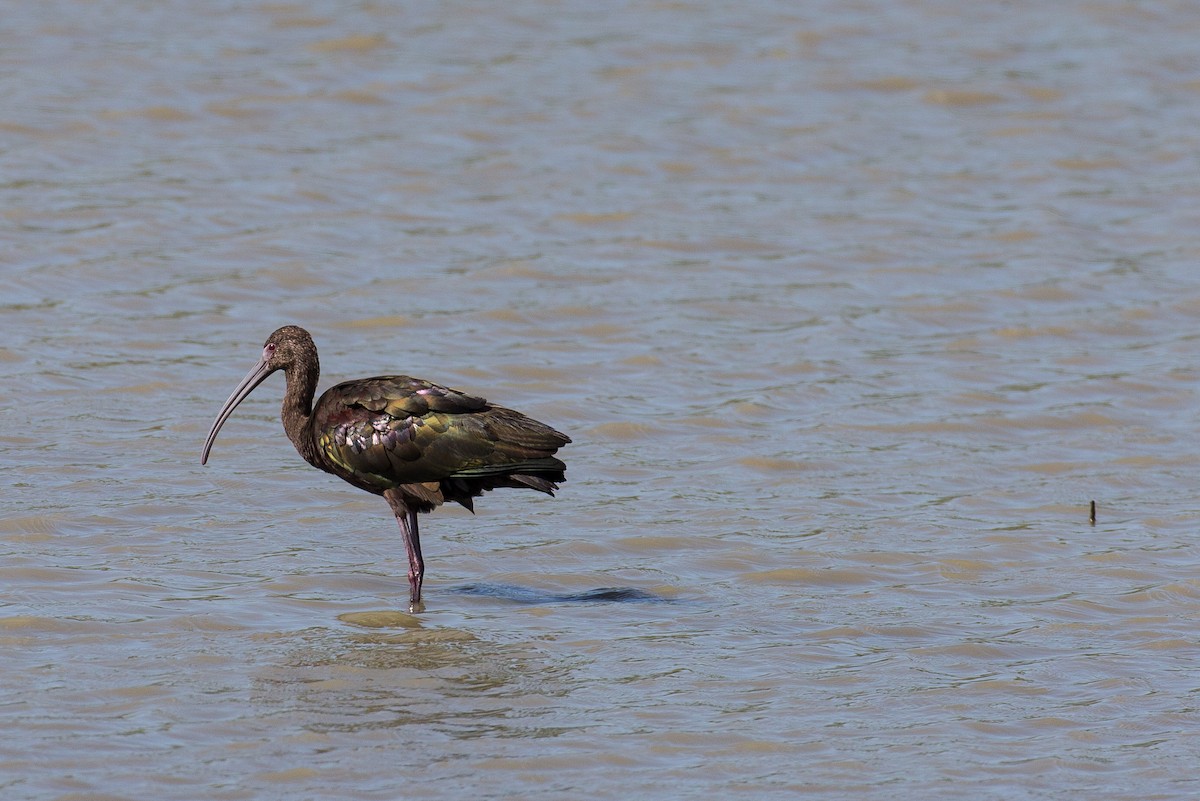 White-faced Ibis - Anonymous