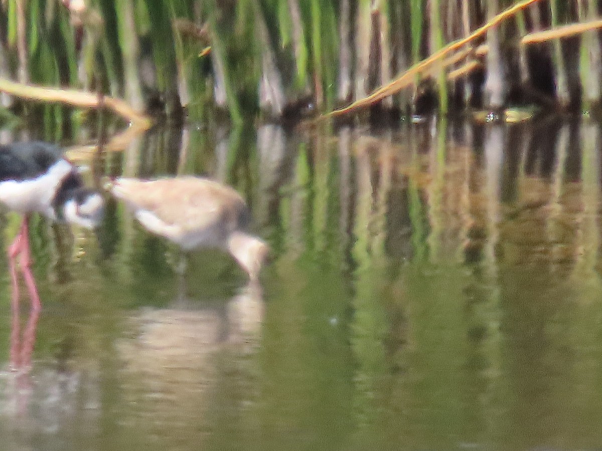 Hudsonian Godwit - ML608550660