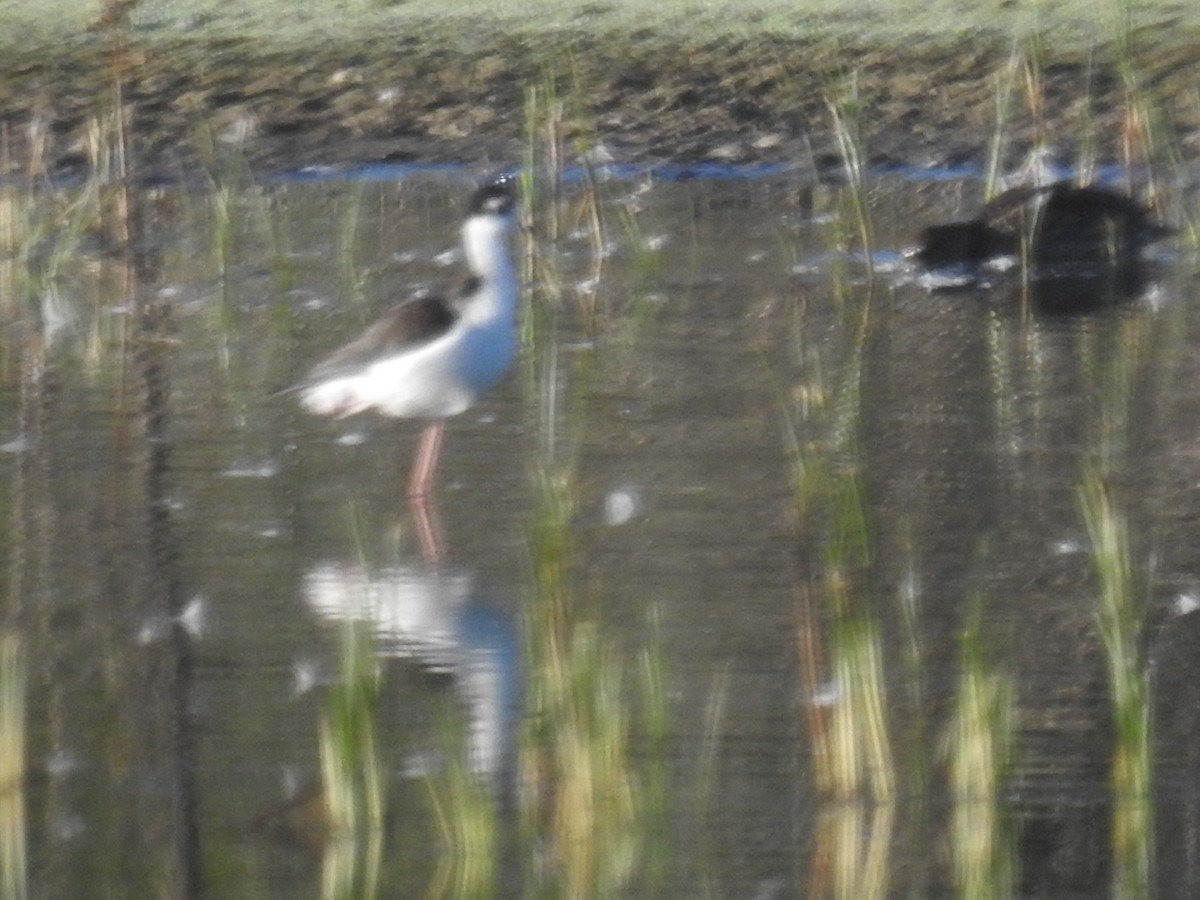 Black-necked Stilt - ML608550752