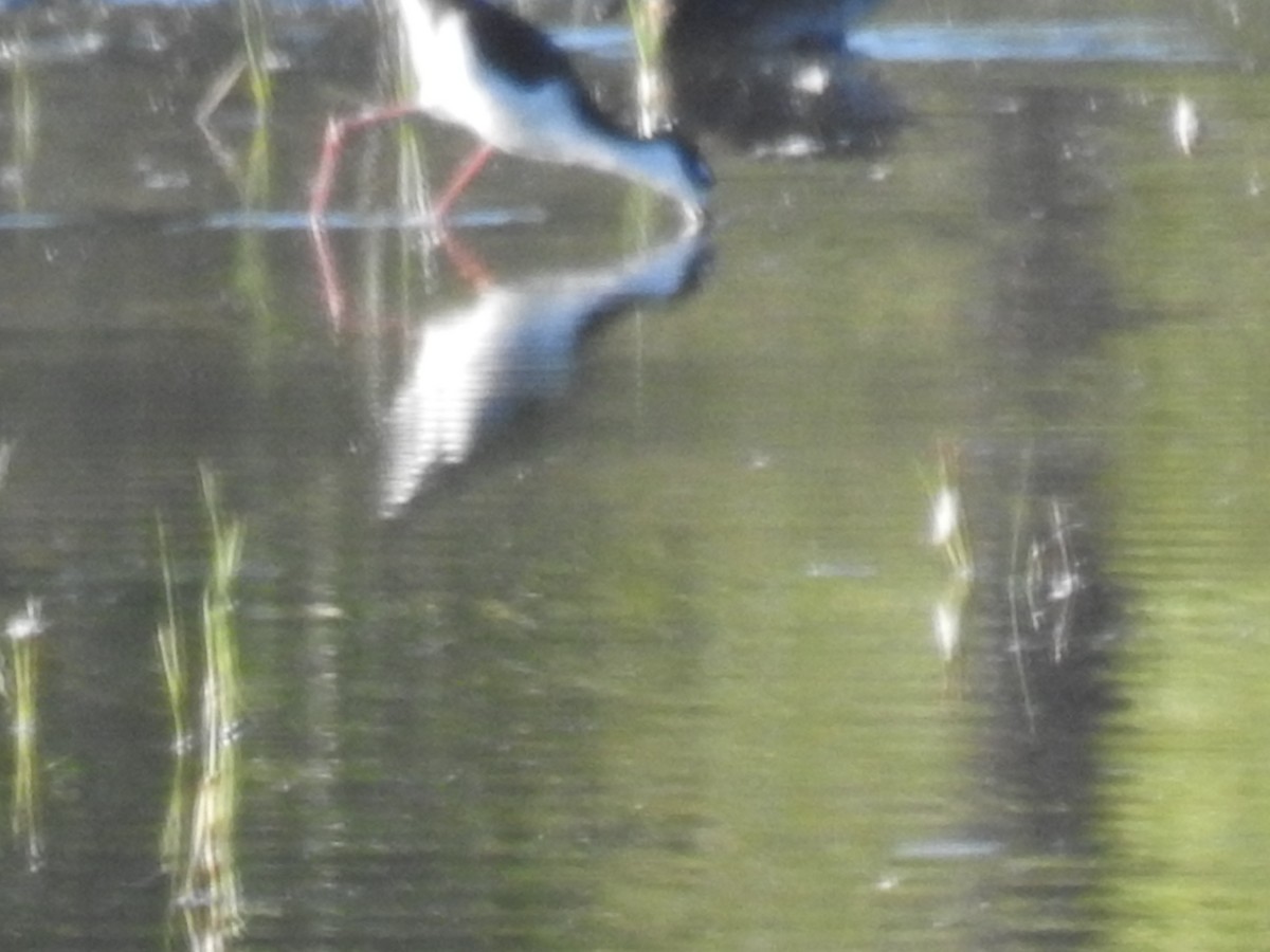 Black-necked Stilt - ML608550755