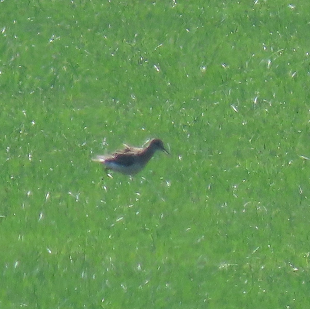 Buff-breasted Sandpiper - ML608550794