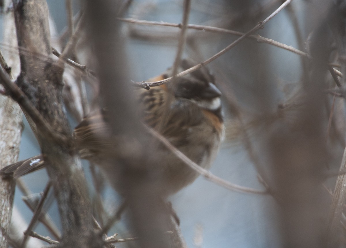 Rufous-collared Sparrow - ML608550797