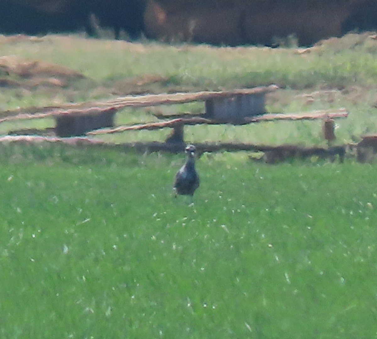 American Golden-Plover - ML608550819