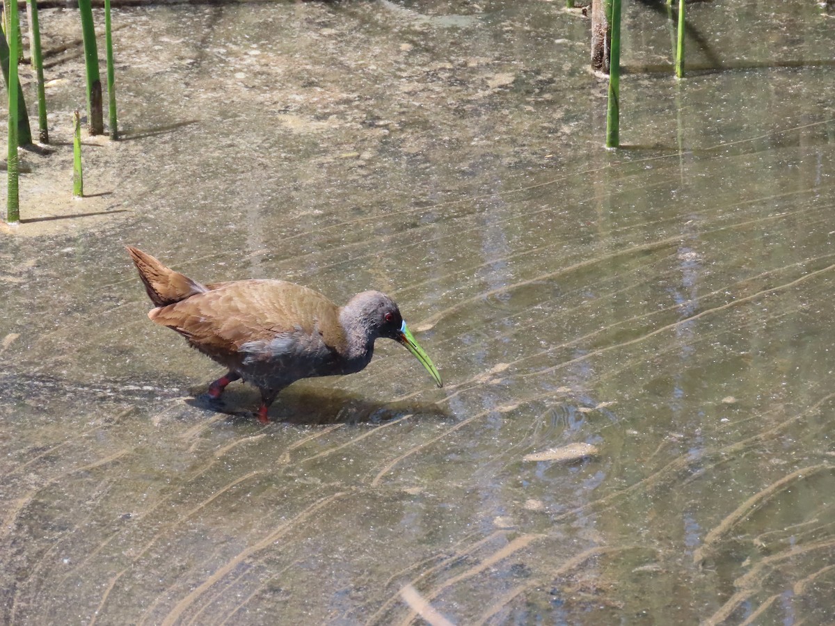 Plumbeous Rail - ML608550895