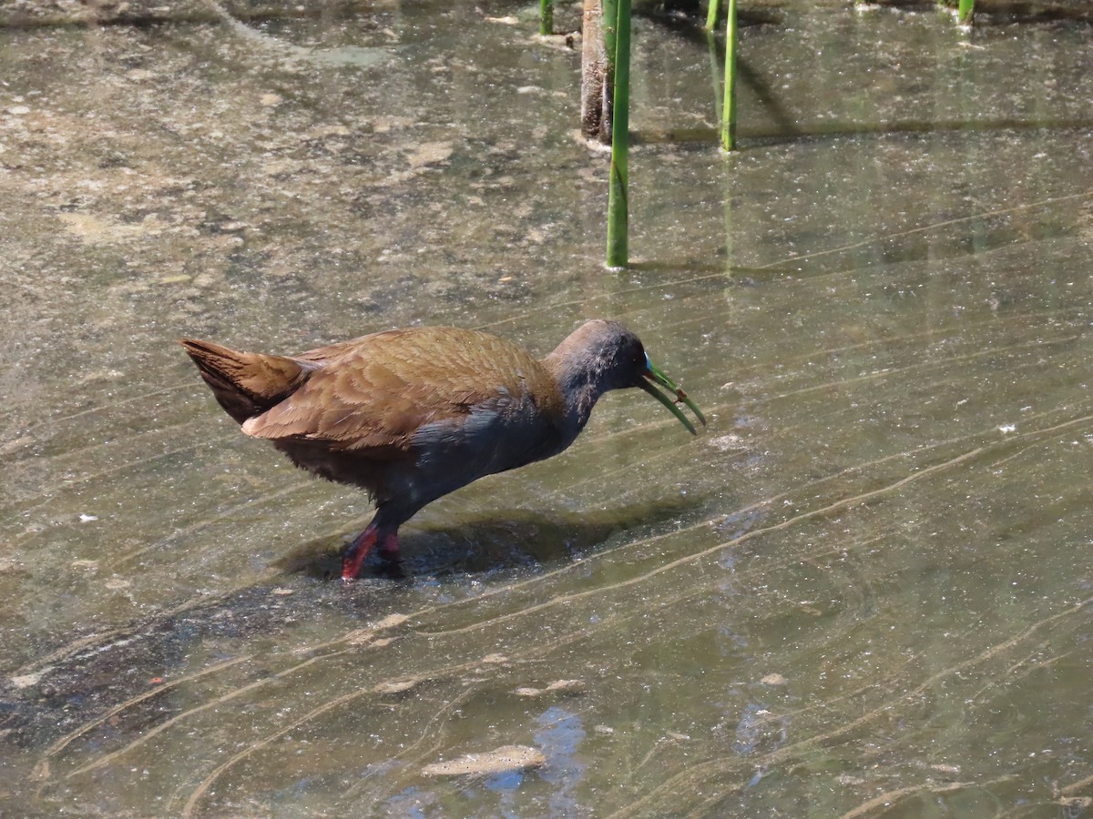 Plumbeous Rail - ML608550896