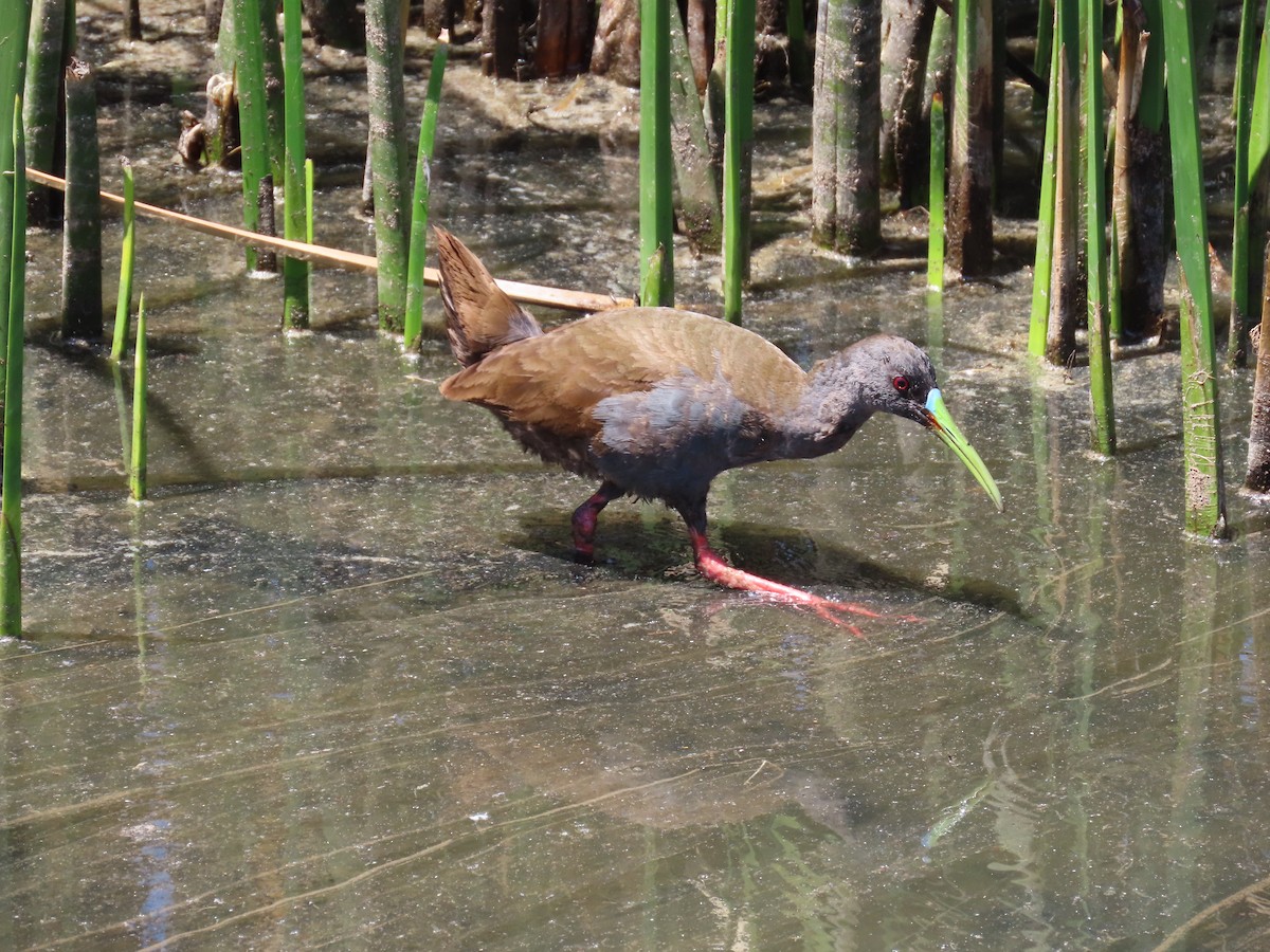 Plumbeous Rail - ML608550897