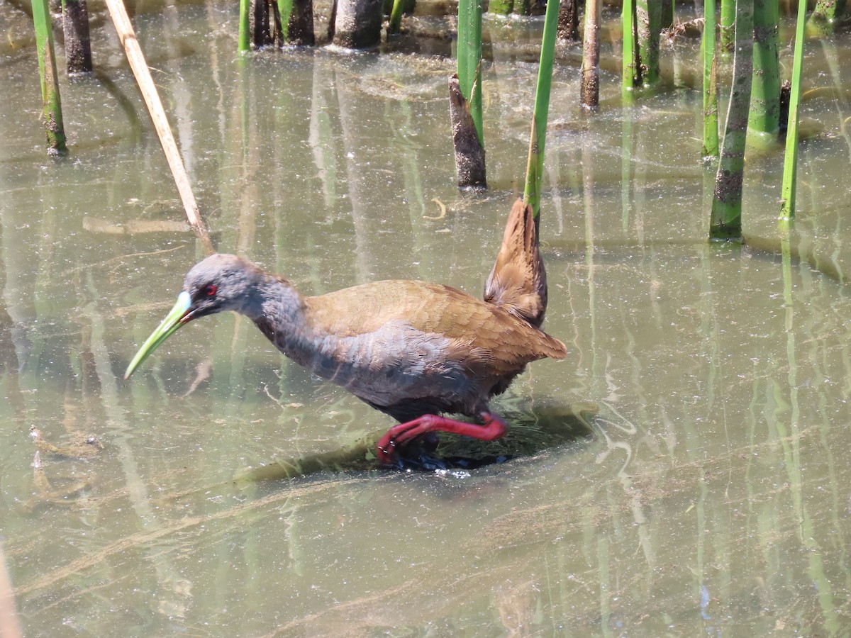 Plumbeous Rail - ML608550898