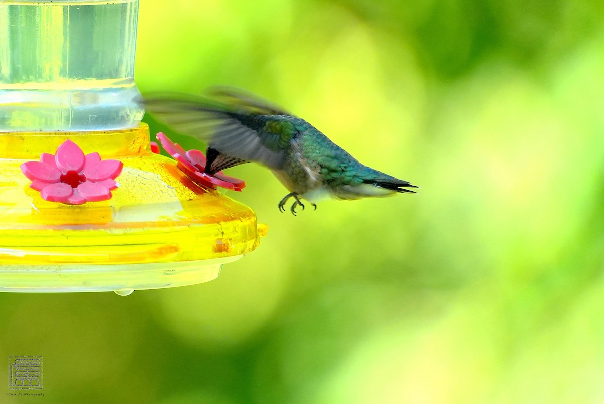 Ruby-throated Hummingbird - ML608550936