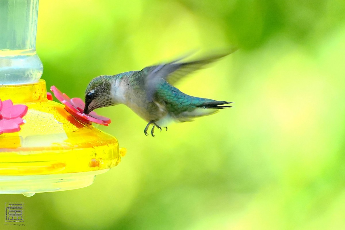 Ruby-throated Hummingbird - ML608550937