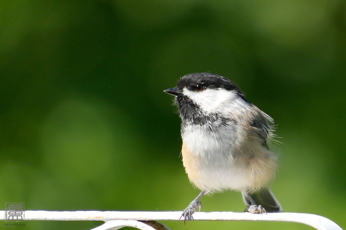 Black-capped Chickadee - ML608550948