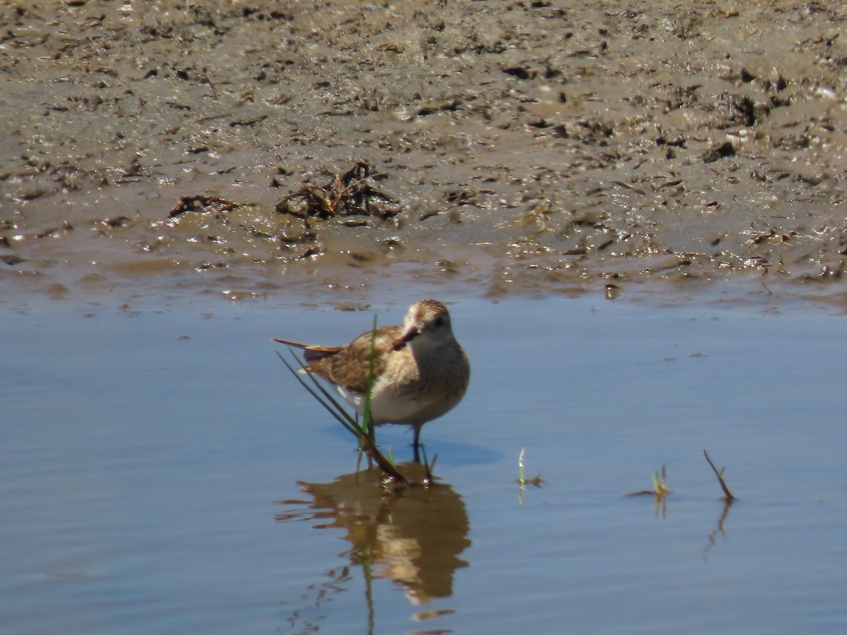 Baird's Sandpiper - ML608550950