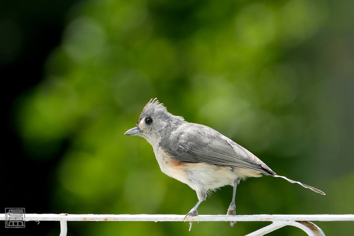 Tufted Titmouse - ML608550957