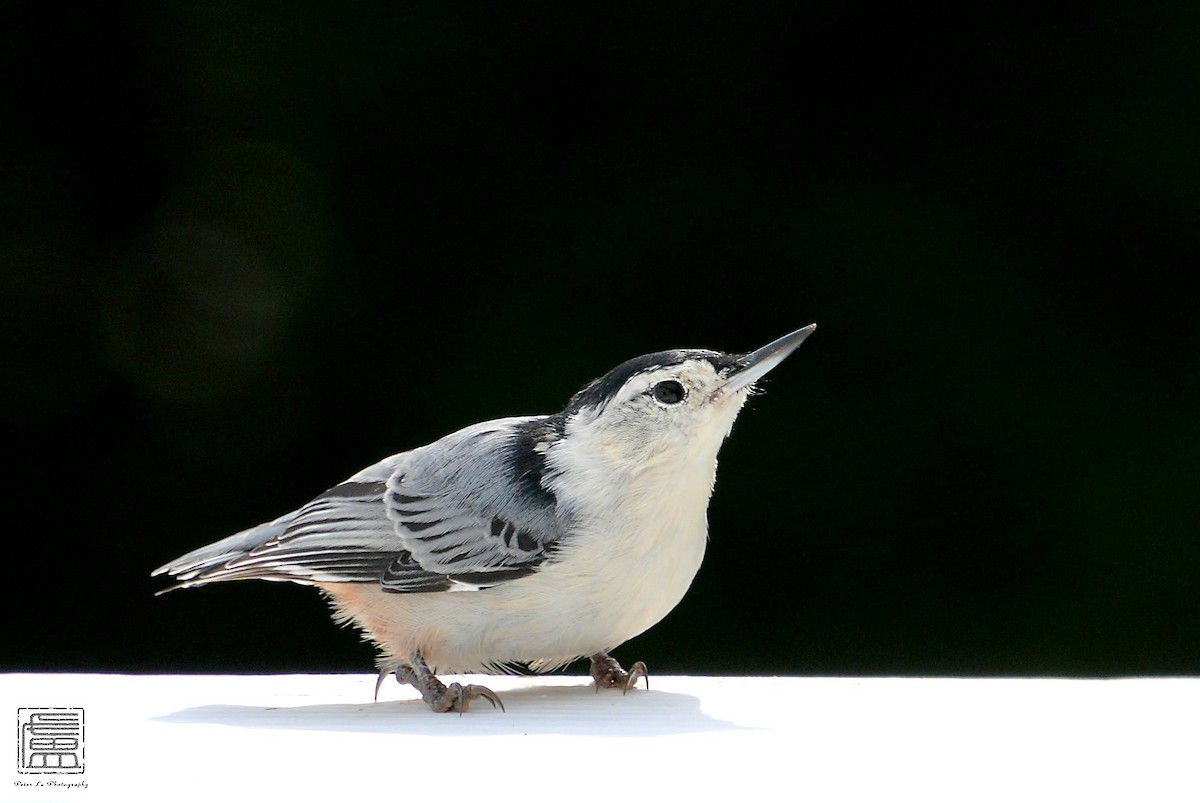 White-breasted Nuthatch - ML608550960