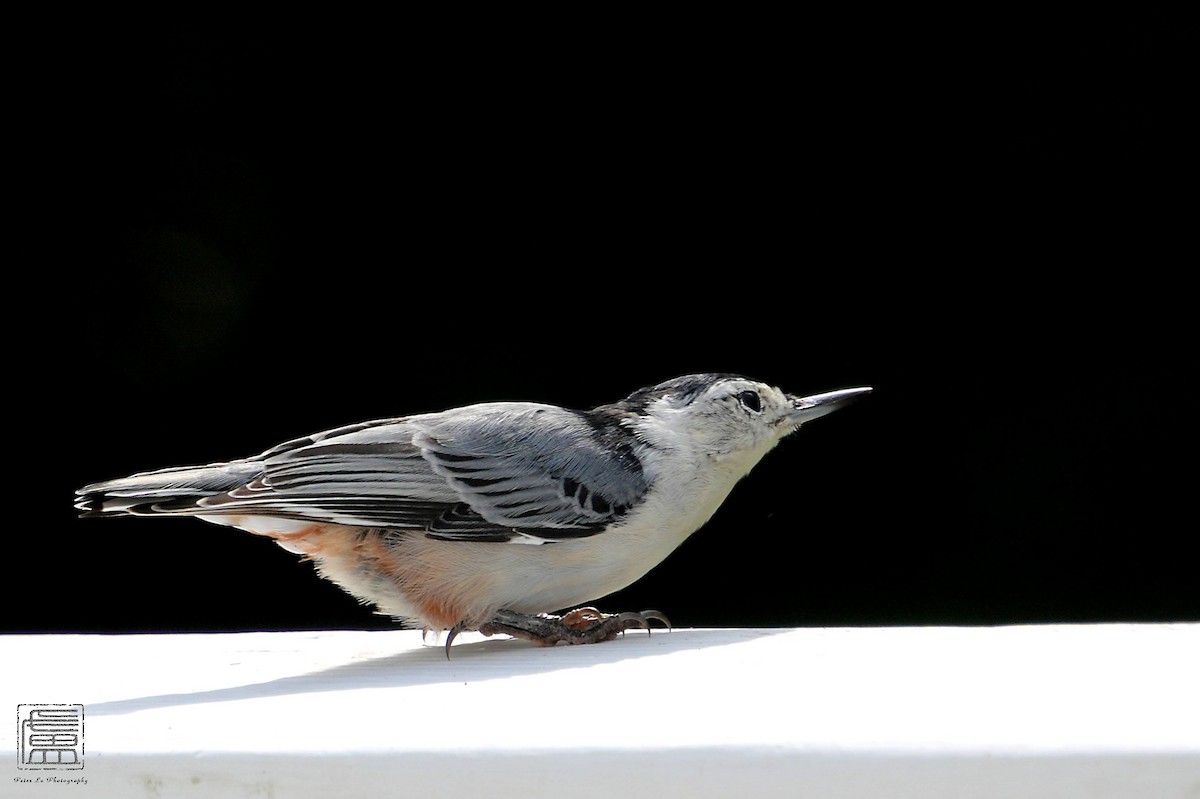 White-breasted Nuthatch - ML608550961