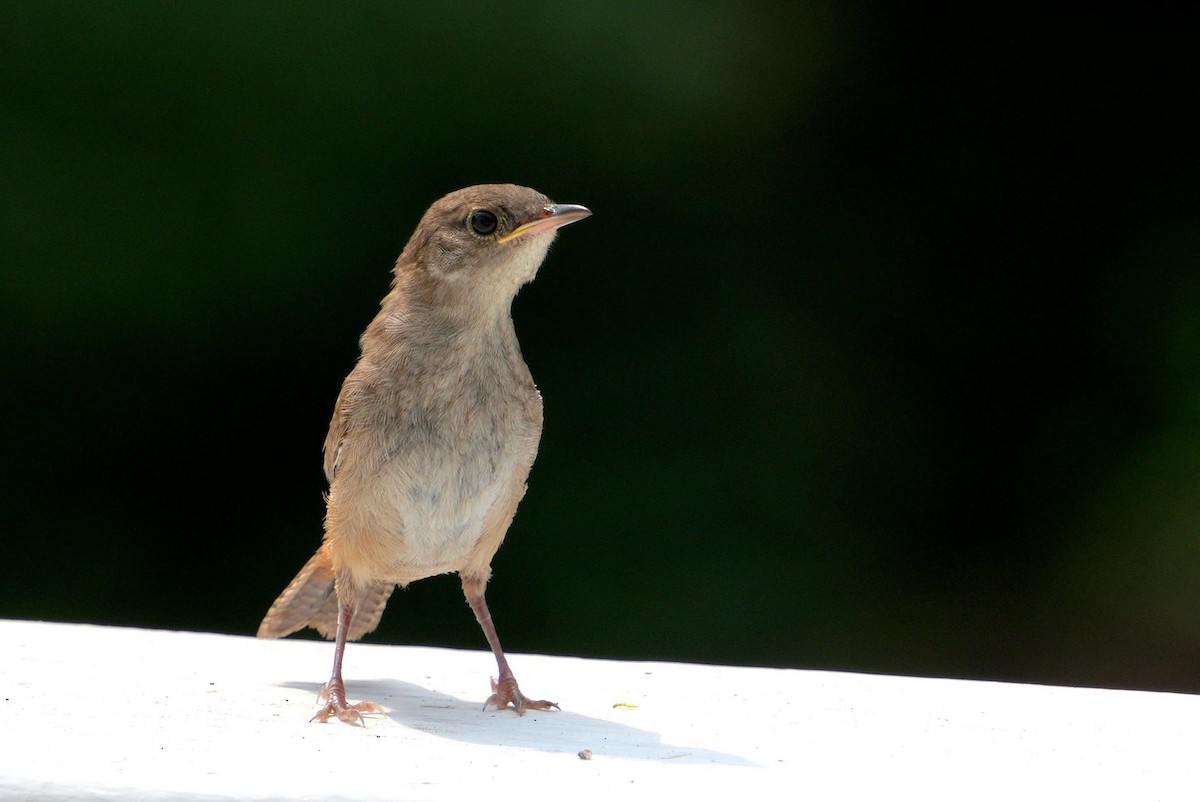 Carolina Wren - ML608550966