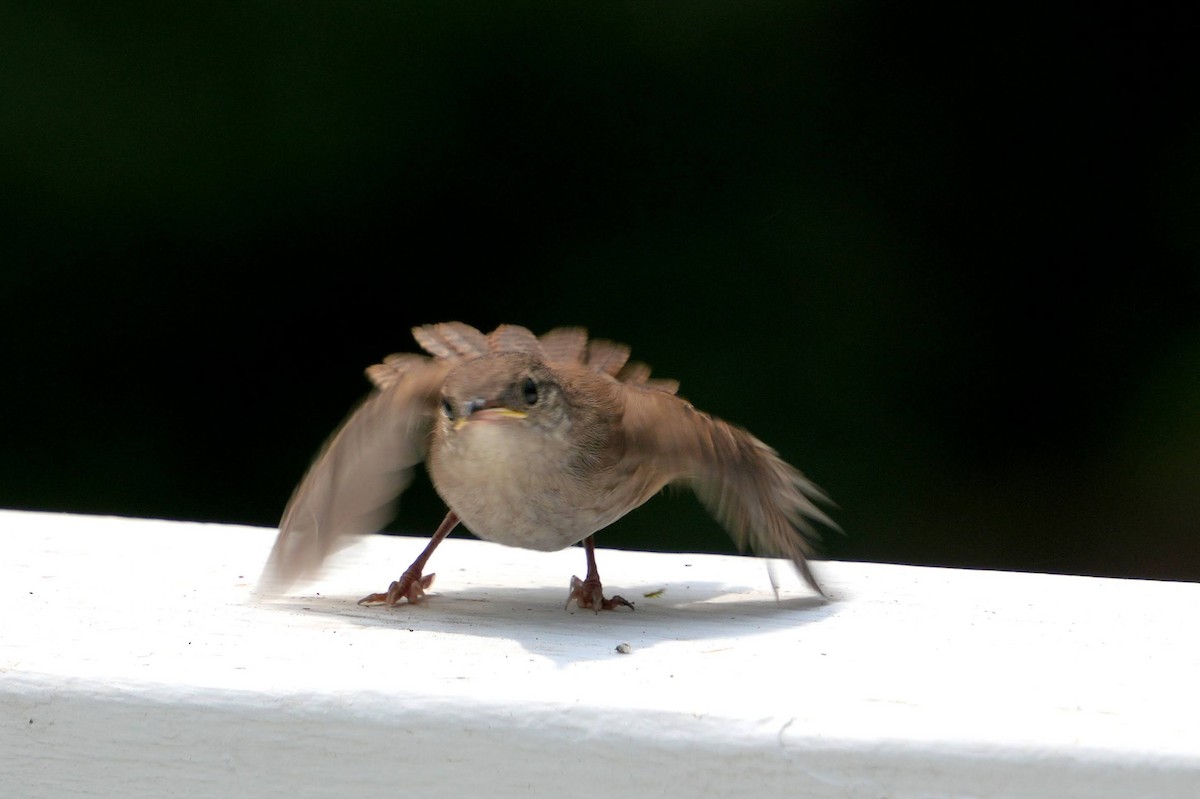 Carolina Wren - ML608550967