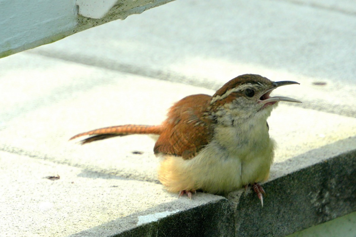 Carolina Wren - ML608550968
