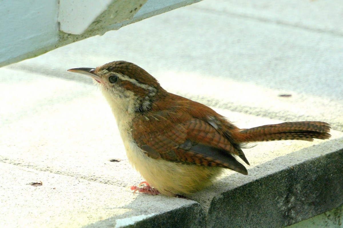 Carolina Wren - ML608550969