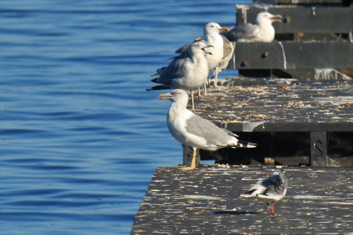 Yellow-legged Gull - ML608550979