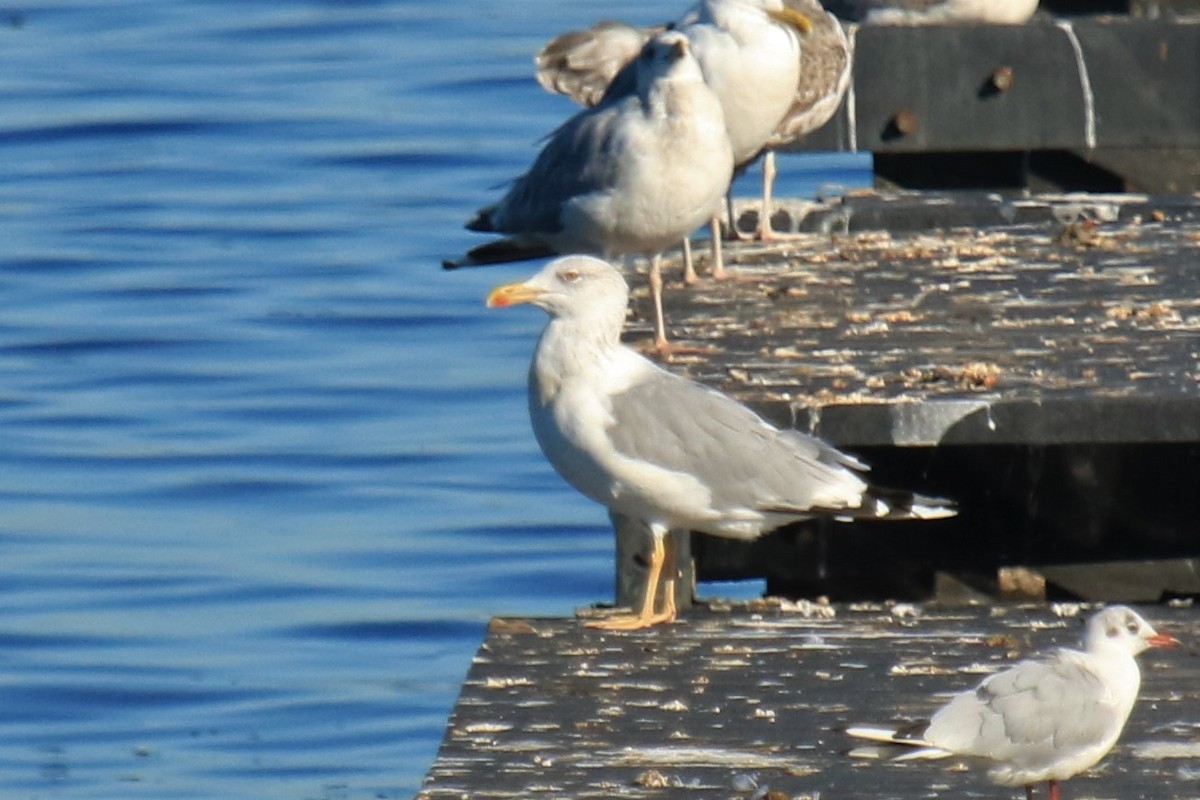 Gaviota Patiamarilla - ML608551016