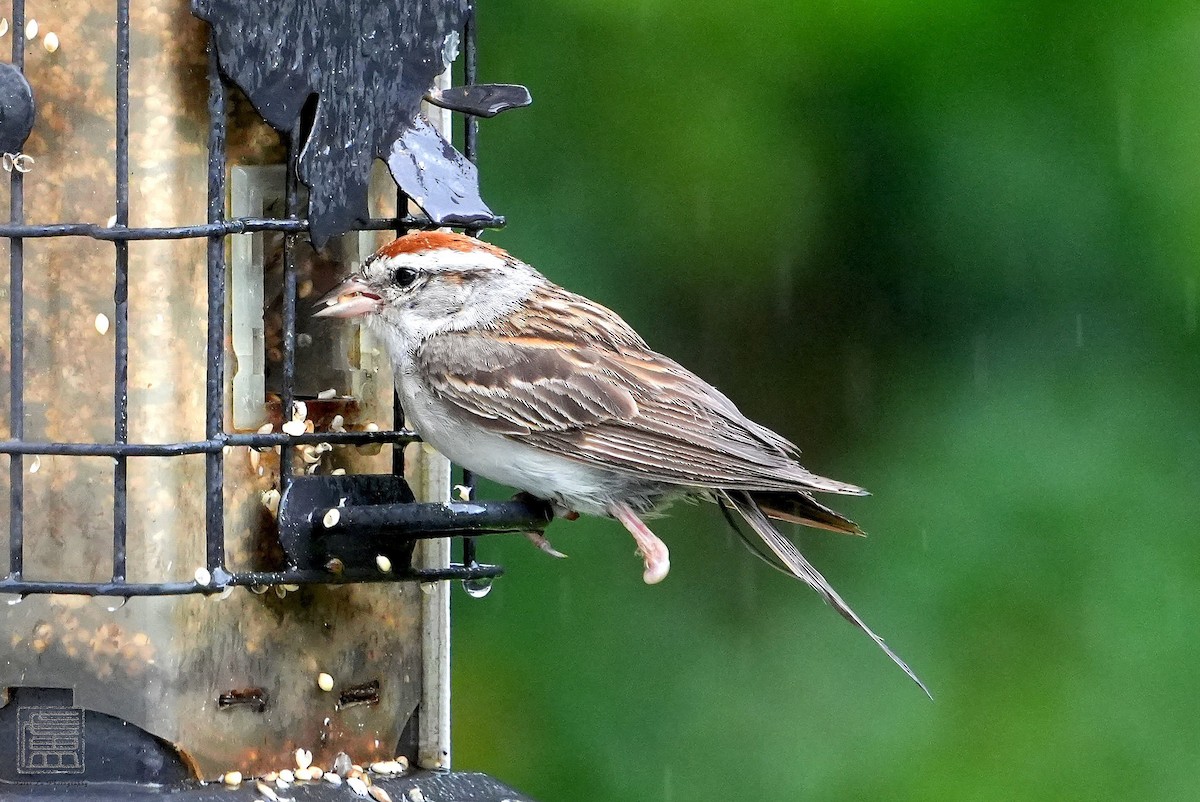 Chipping Sparrow - ML608551017