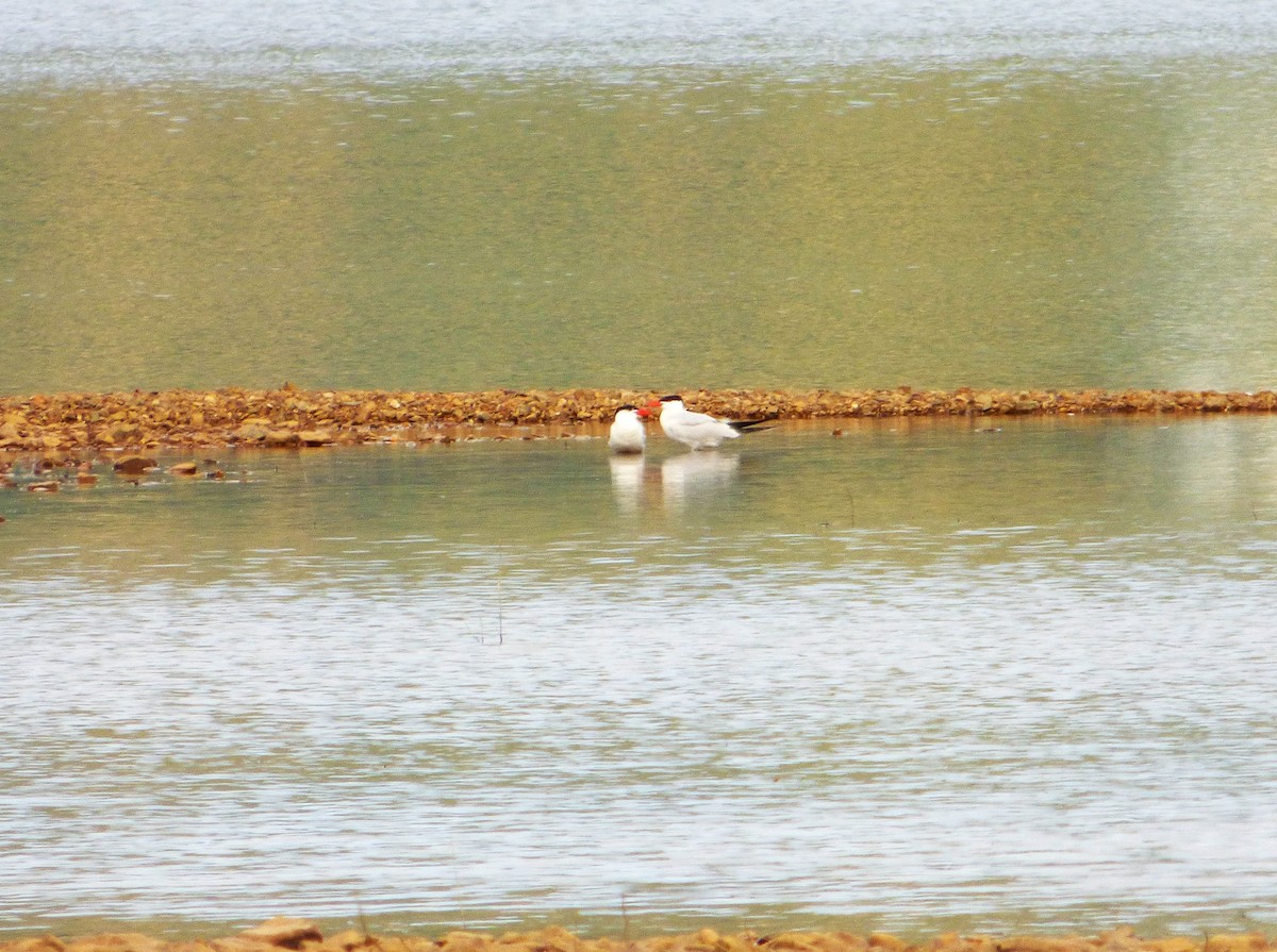 Caspian Tern - ML608551018