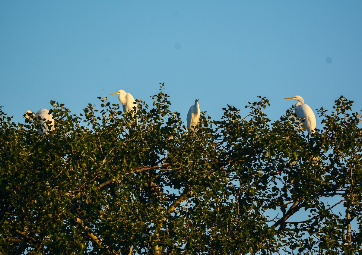 Great Egret - ML608551073