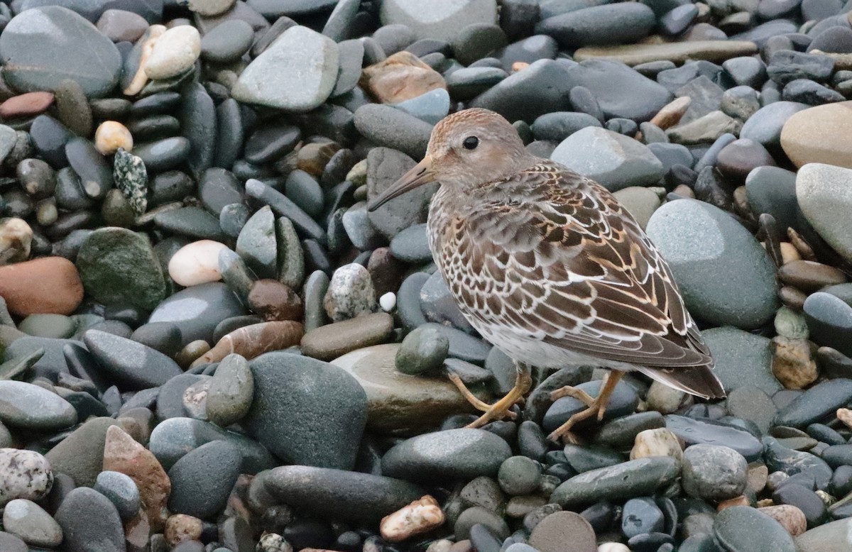 Pectoral Sandpiper - ML608551148