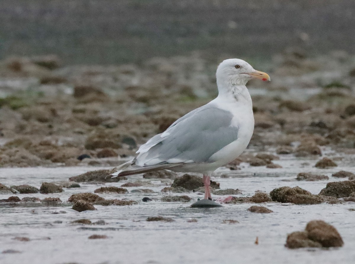 Herring Gull - Brandy Johnson