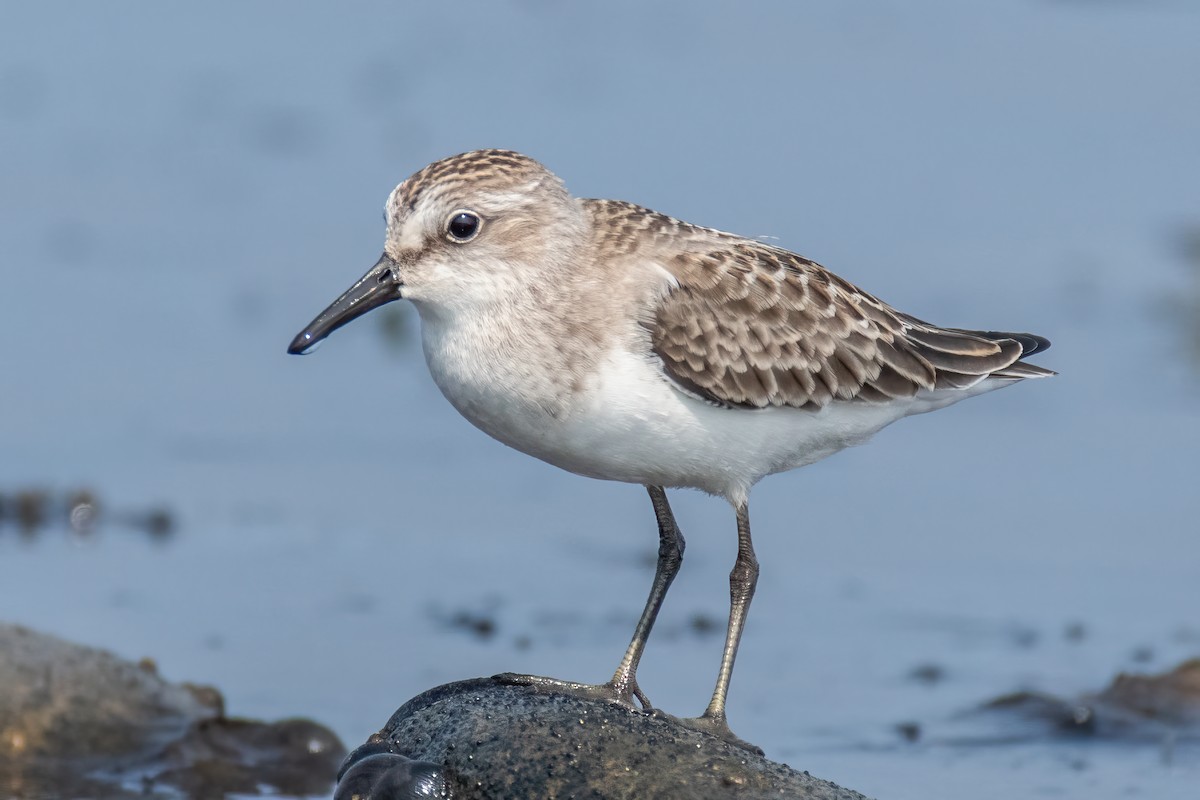 Semipalmated Sandpiper - ML608551238