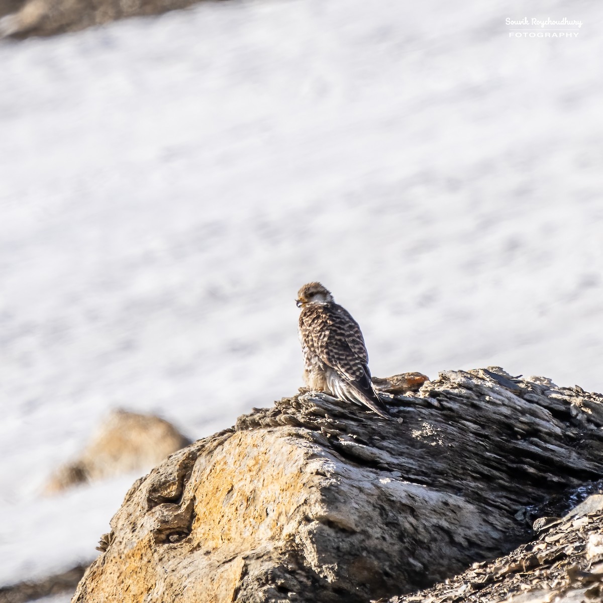 Eurasian Kestrel - Souvik Roychoudhury