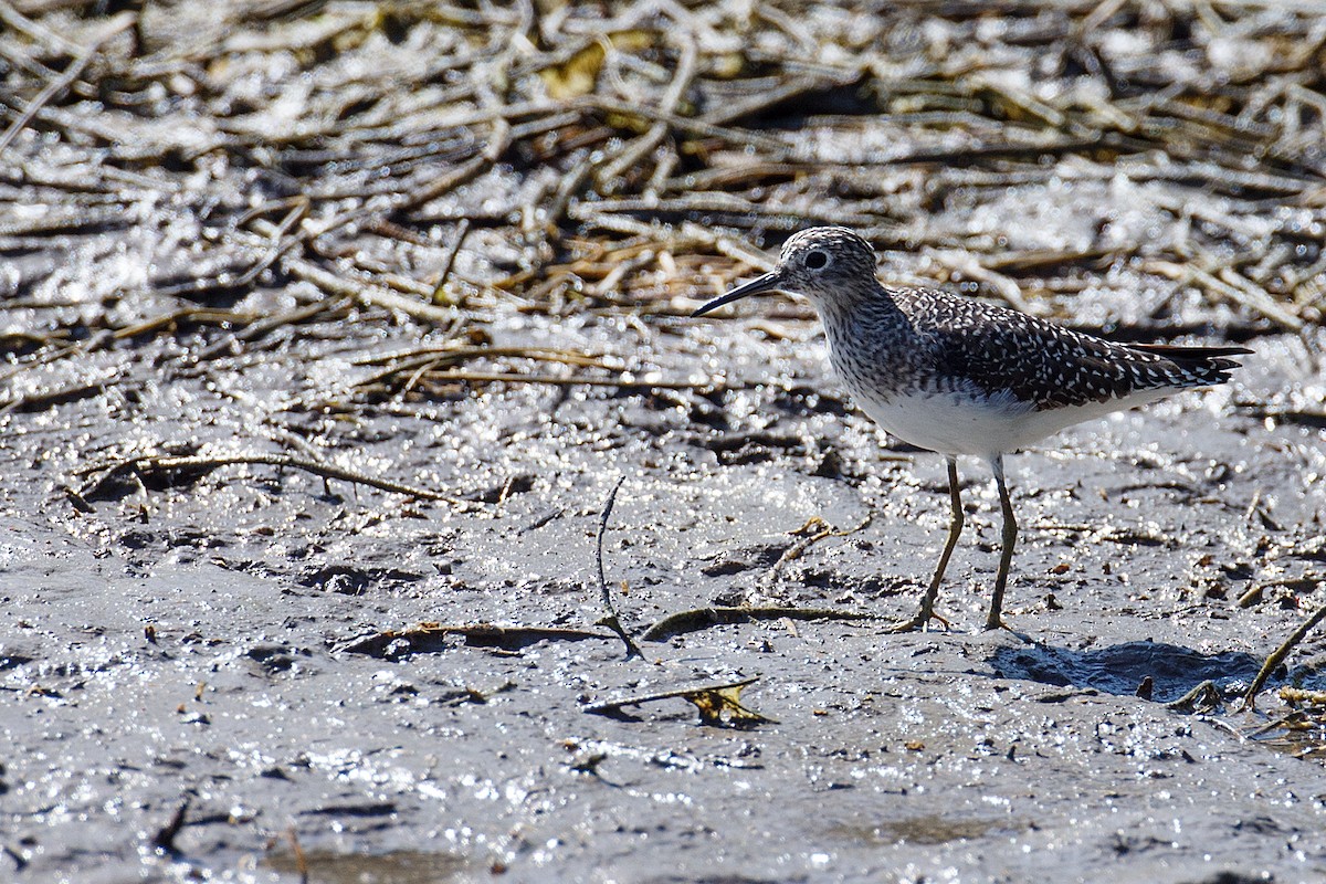 Solitary Sandpiper - Anonymous