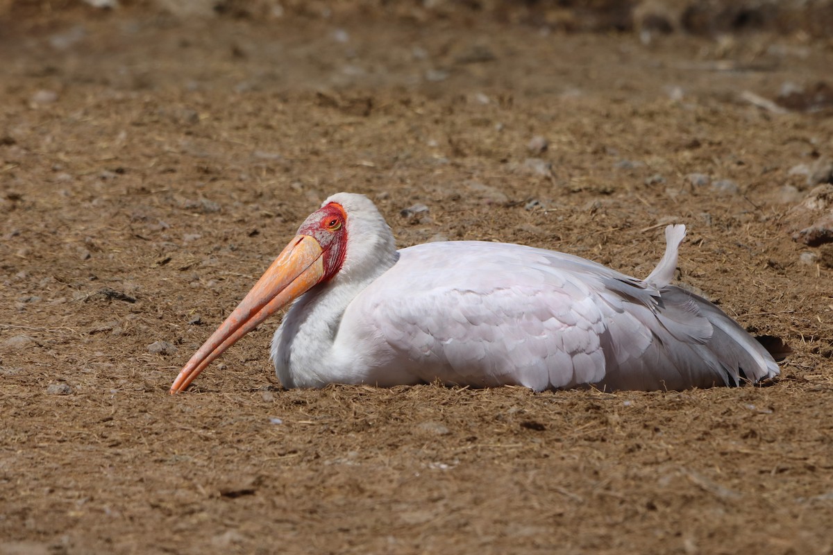 Yellow-billed Stork - Hayden Bildy