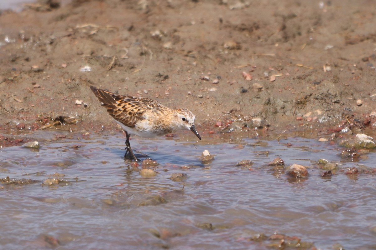 Little Stint - ML608551642