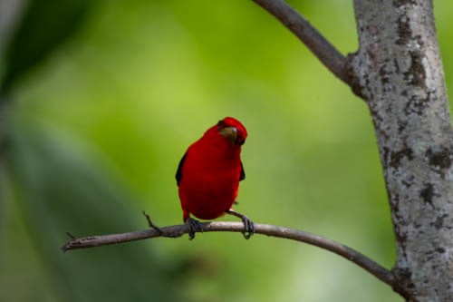 Scarlet Tanager - ML608551645