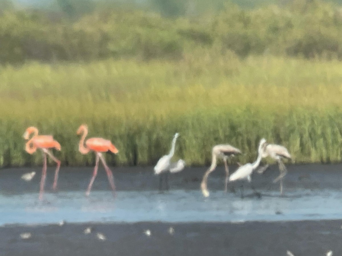 American Flamingo - ML608551773