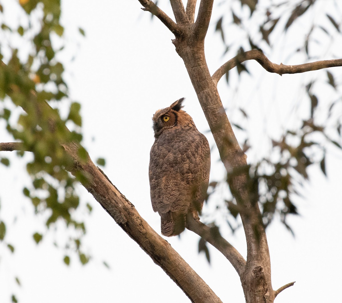Great Horned Owl - ML608551778