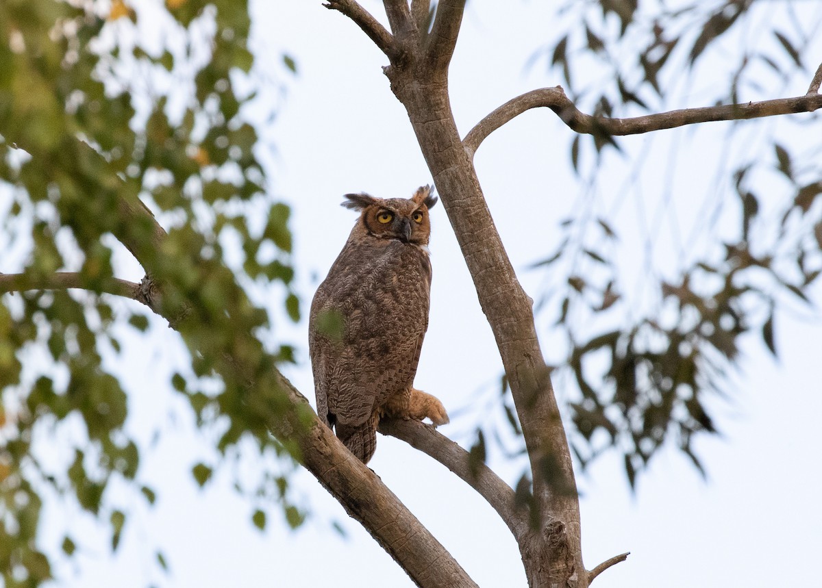 Great Horned Owl - ML608551780