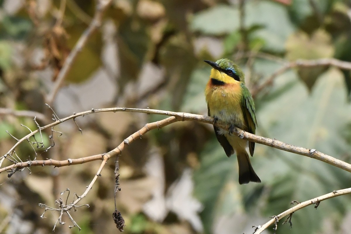 Little Bee-eater - ML608551856