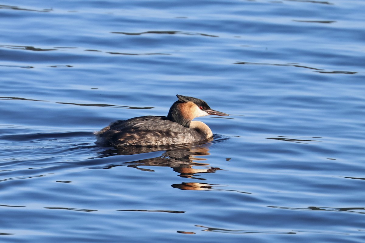 Great Crested Grebe - Charley Hesse TROPICAL BIRDING