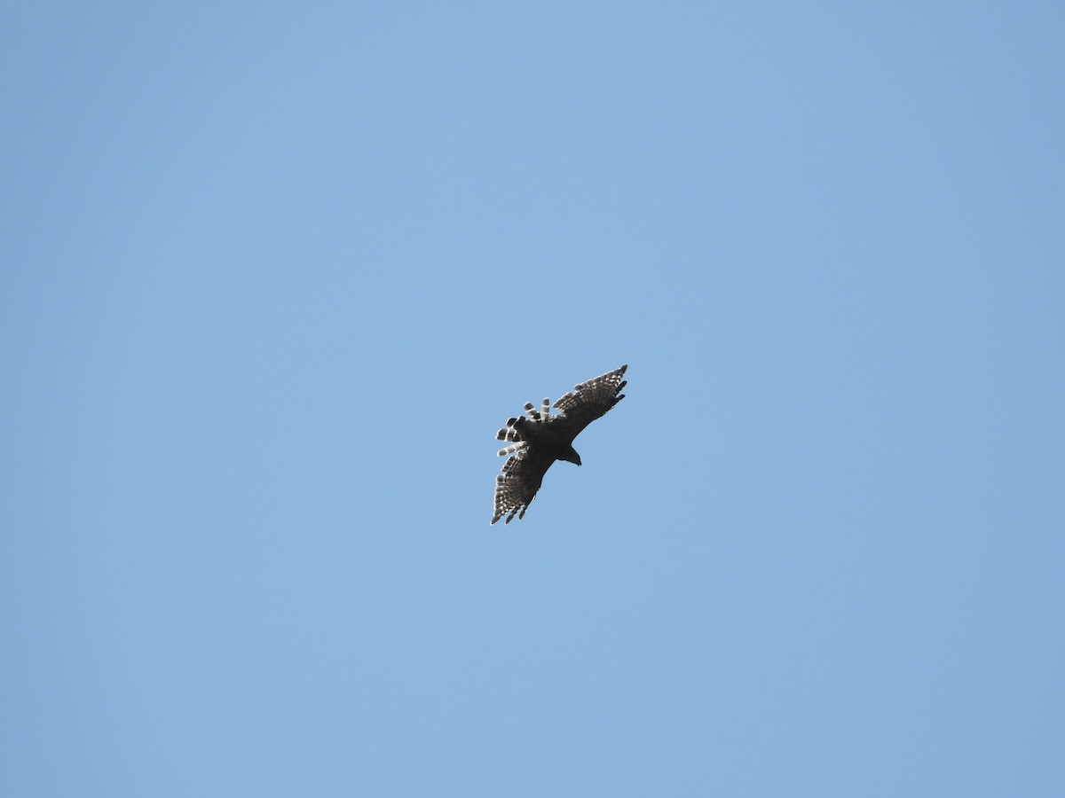 hawk sp. - ML608551943