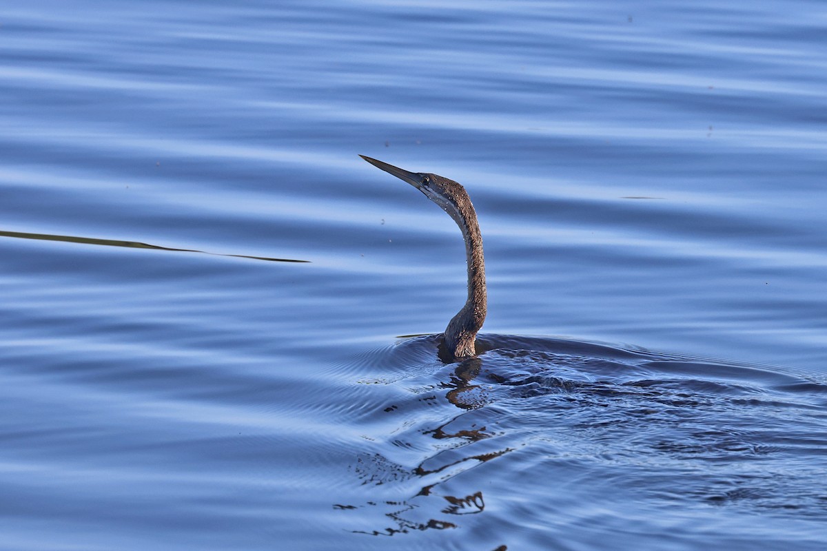 African Darter - Charley Hesse TROPICAL BIRDING