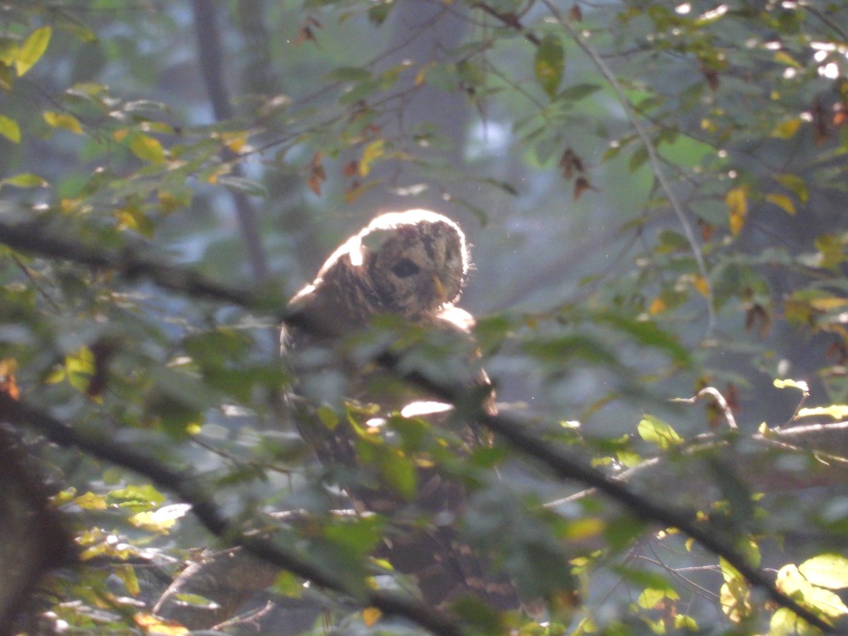 Barred Owl - ML608552043