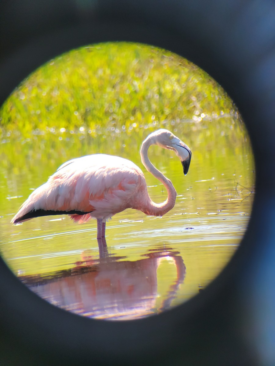 American Flamingo - ML608552057